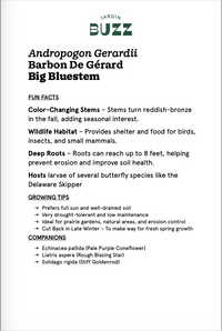 Andropogon gerardi "Black Hawk" / Barbon de Gérard 'Black Hawk' / Big bluestem "Black Hawk"