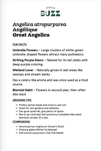 Angelica atropurpurea / Angelica / Great Angelica