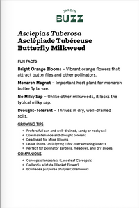 Asclepias tuberosa / Asclépiade tubéreuse / Butterfly milkweed