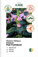 Chelone Obliqua / Chelone obliqua / Turtlehead pink