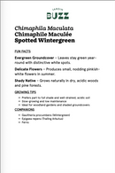 Chimaphila maculate / Spotted Chimaphila / Wintergreen