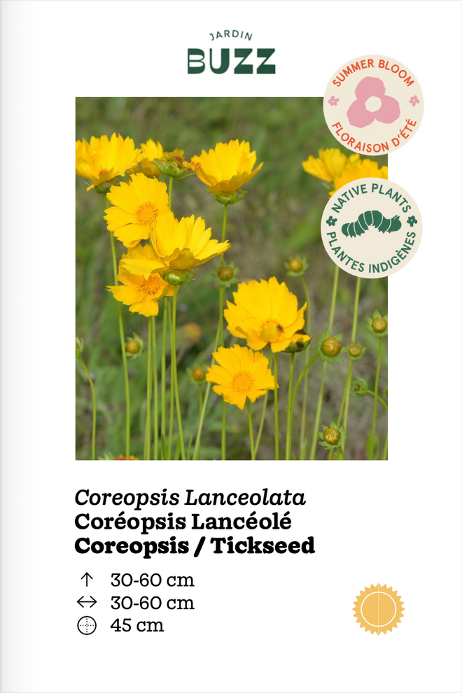 Coreopsis lanceolata / Coreopsis lanceolate / Lanceleaf Coreopsis -Tickseed / Lance-leaved tickseed