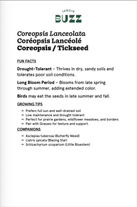 Coreopsis lanceolata / Coreopsis lanceolate / Lanceleaf Coreopsis -Tickseed / Lance-leaved tickseed