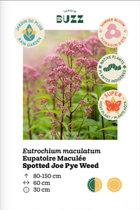 Eutrochium maculatum / Eupatoire maculée / Spotted Joe Pye Weed