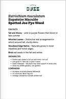 Eutrochium maculatum / Eupatoire maculée / Spotted Joe Pye Weed