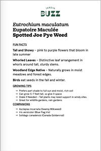 Eutrochium maculatum / Eupatoire maculée / Spotted Joe Pye Weed