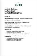Liatris Spicata / Liatris Spicata / Dense blazing star