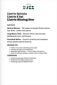 Liatris Spicata / Liatris Spicata / Dense blazing star