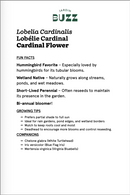 Lobelia cardinalis / Cardinal lobelia / Cardinal Flower 