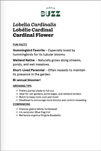 Lobelia cardinalis / Cardinal lobelia / Cardinal Flower 