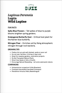 Lupinus perennis / Blue Lupine / Wild Lupine