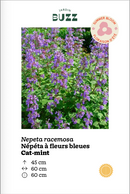Nepeta racemosa / Népéta à fleurs bleues / Catmint