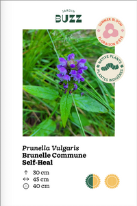 Prunella vulgaris / Brunelle commune / Self Heal