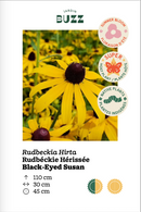 Rudbeckia hirta / Rudbekia hirte /  Black-eyed Susan