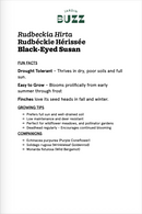 Rudbeckia hirta / Rudbekia hirte /  Black-eyed Susan