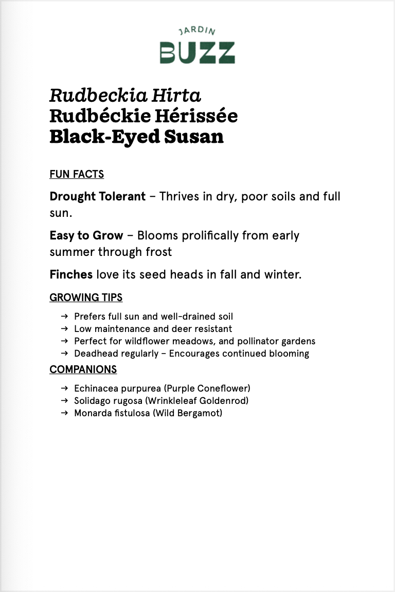 Rudbeckia hirta / Rudbekia hirte /  Black-eyed Susan