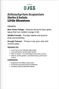 Schizachrium Scoparium / Herbe à balais / Little Bluestem