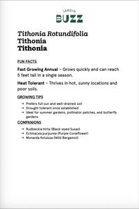 Tithonia rotundifolia "Mexican Torchlight" / Mexican sun / Tithonia "Mexican Torchlight"