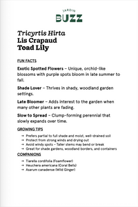 Tricyrtis Hirta / Lis crapaud / Japanese Toad Lilly