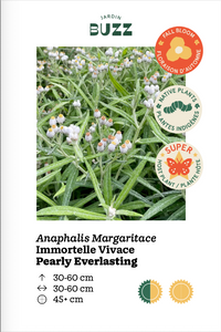 Anaphalis margaritace / Pearly Everlasting / Immortelle vivace