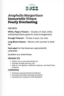 Anaphalis margaritace / Pearly Everlasting / Immortelle vivace