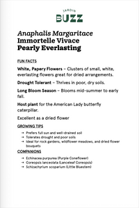 Anaphalis margaritace / Pearly Everlasting / Immortelle vivace