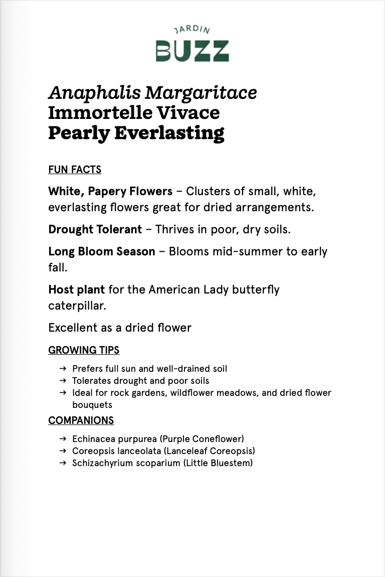 Anaphalis margaritace / Pearly Everlasting / Immortelle vivace