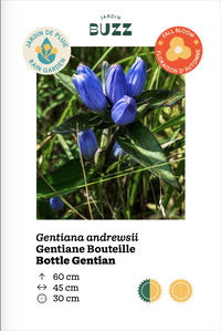 Gentiana andrewsii / Gentiane d’Andrews, Gentiane Bouteille / Bottle Gentian