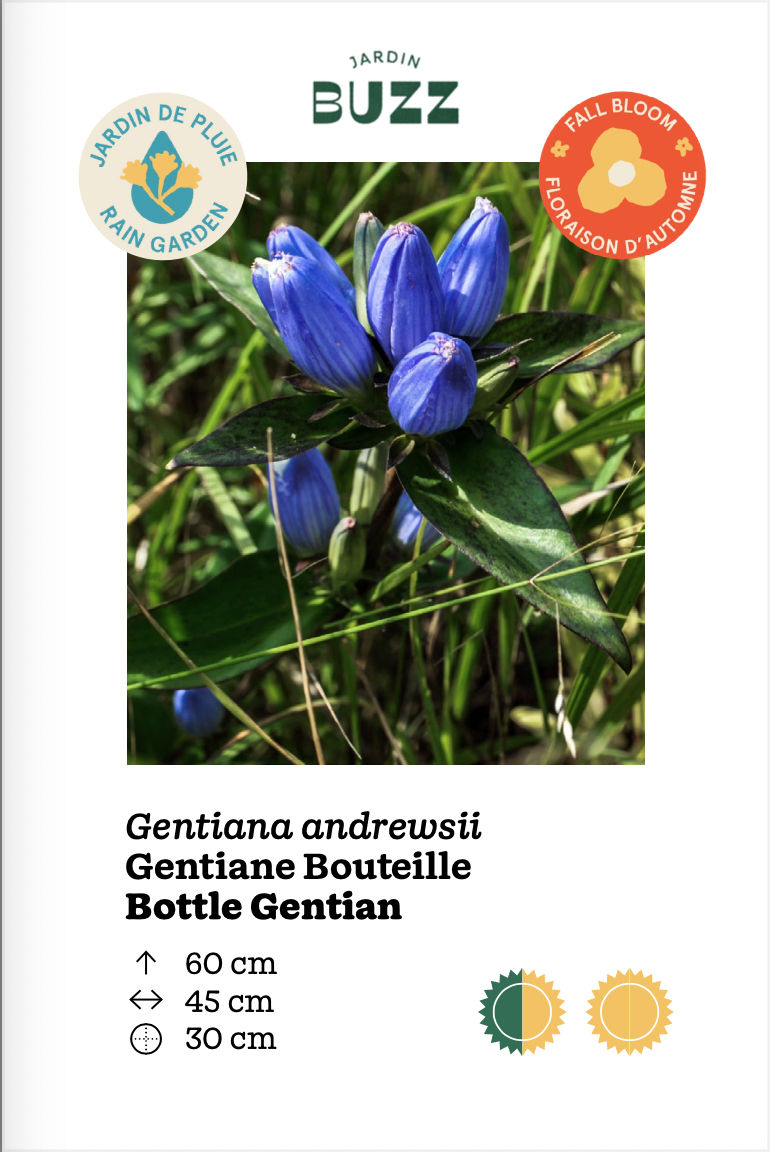 Gentiana andrewsii / Gentiane d’Andrews, Gentiane Bouteille / Bottle Gentian