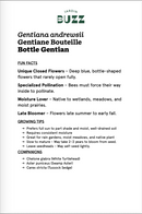 Gentiana andrewsii / Gentiane d’Andrews, Gentiane Bouteille / Bottle Gentian