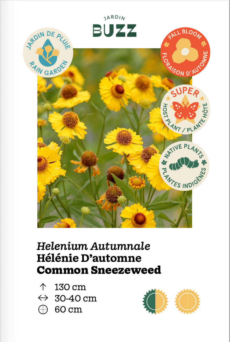 Helenium autumnale / Autumn Sneezeweed / Hélénie automnale