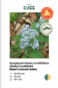 Symphyotrichum cordifolium (Aster cordifolius) / Aster cordifolié / Heart Leaved Aster