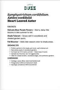 Symphyotrichum cordifolium (Aster cordifolius) / Aster cordifolié / Heart Leaved Aster