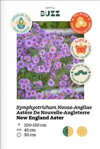 Symphyotrichum novae-angliae  / Aster de Nouvelle-Angleterre / New England Aster