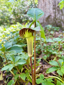 Arisaema triphyllum / Jack in the Pulpit 