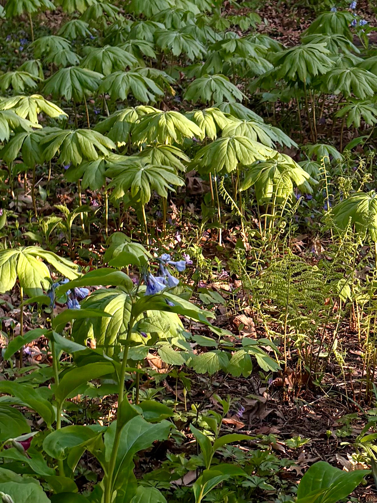Podophyllum peltatum / Peltated Podophyllum / Mayapple