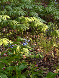 Podophyllum peltatum / Peltated Podophyllum / Mayapple