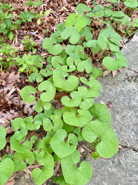 Asarum Canadense / Asaret du Canada / Canadian Wild Ginger