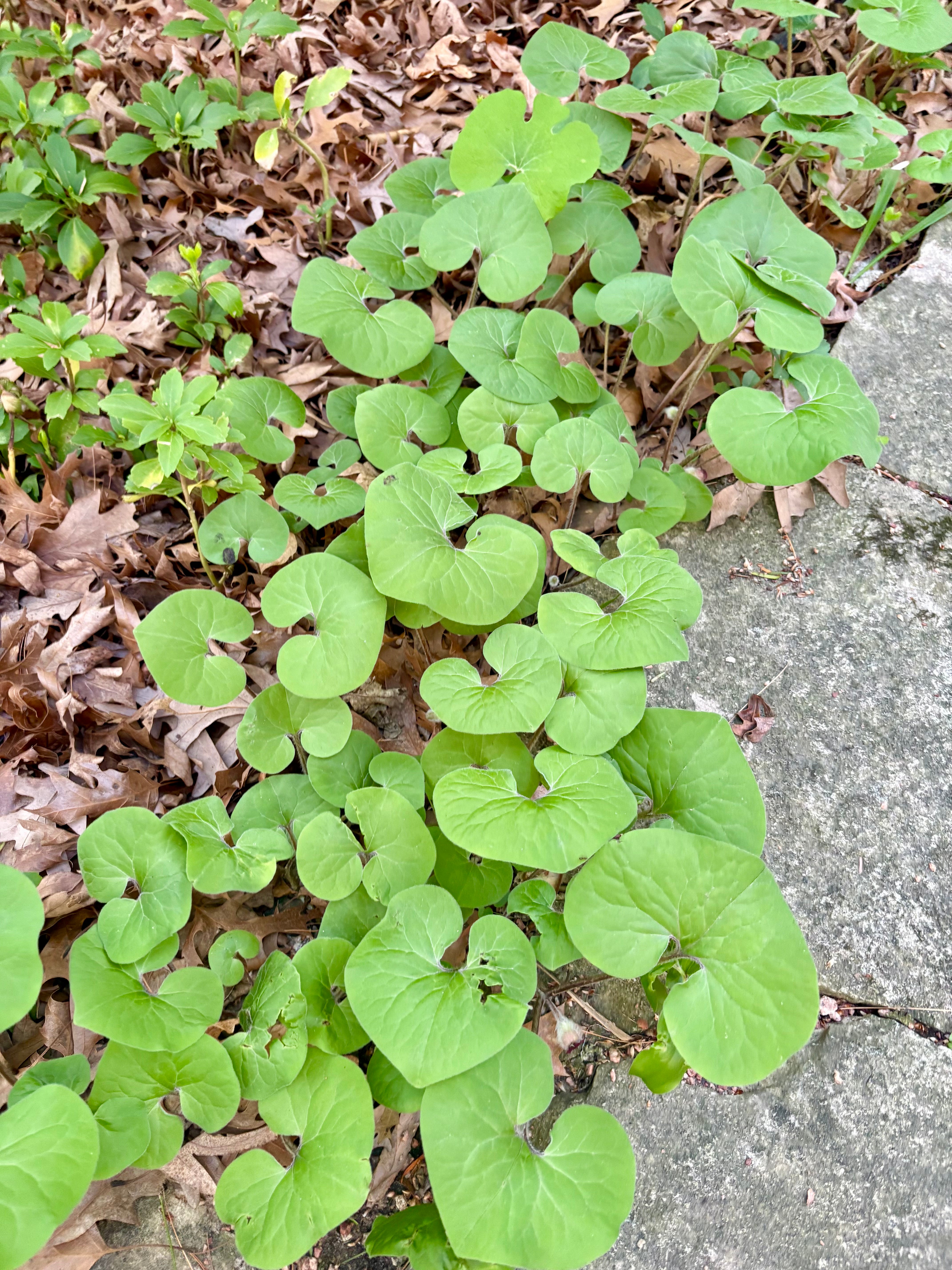Asarum Canadense / Asaret du Canada / Canadian Wild Ginger