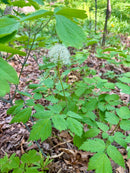 Actaea pachypoda / Actée à gros pédicelle / White Baneberry