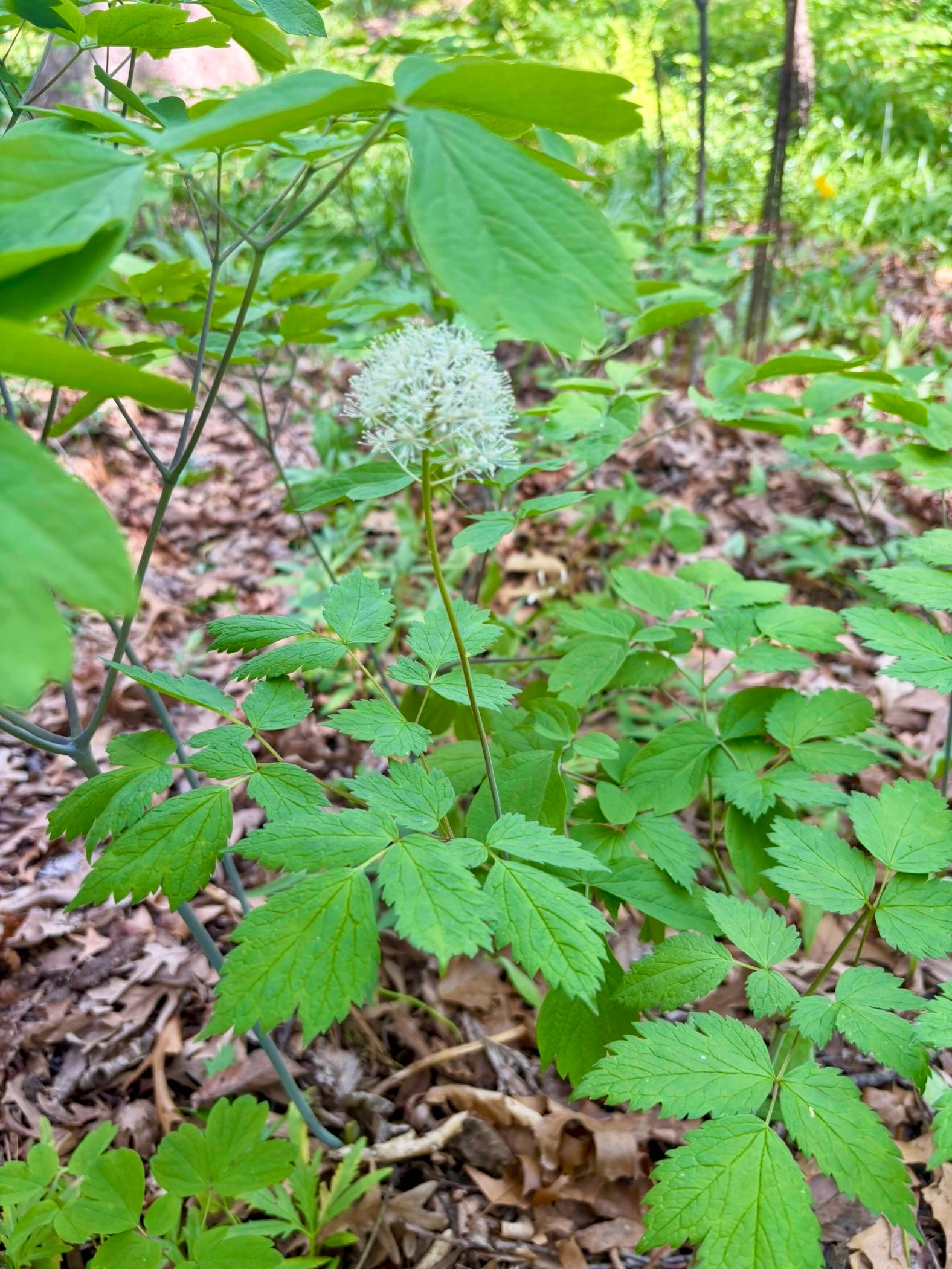Actaea pachypoda / Actée à gros pédicelle / White Baneberry