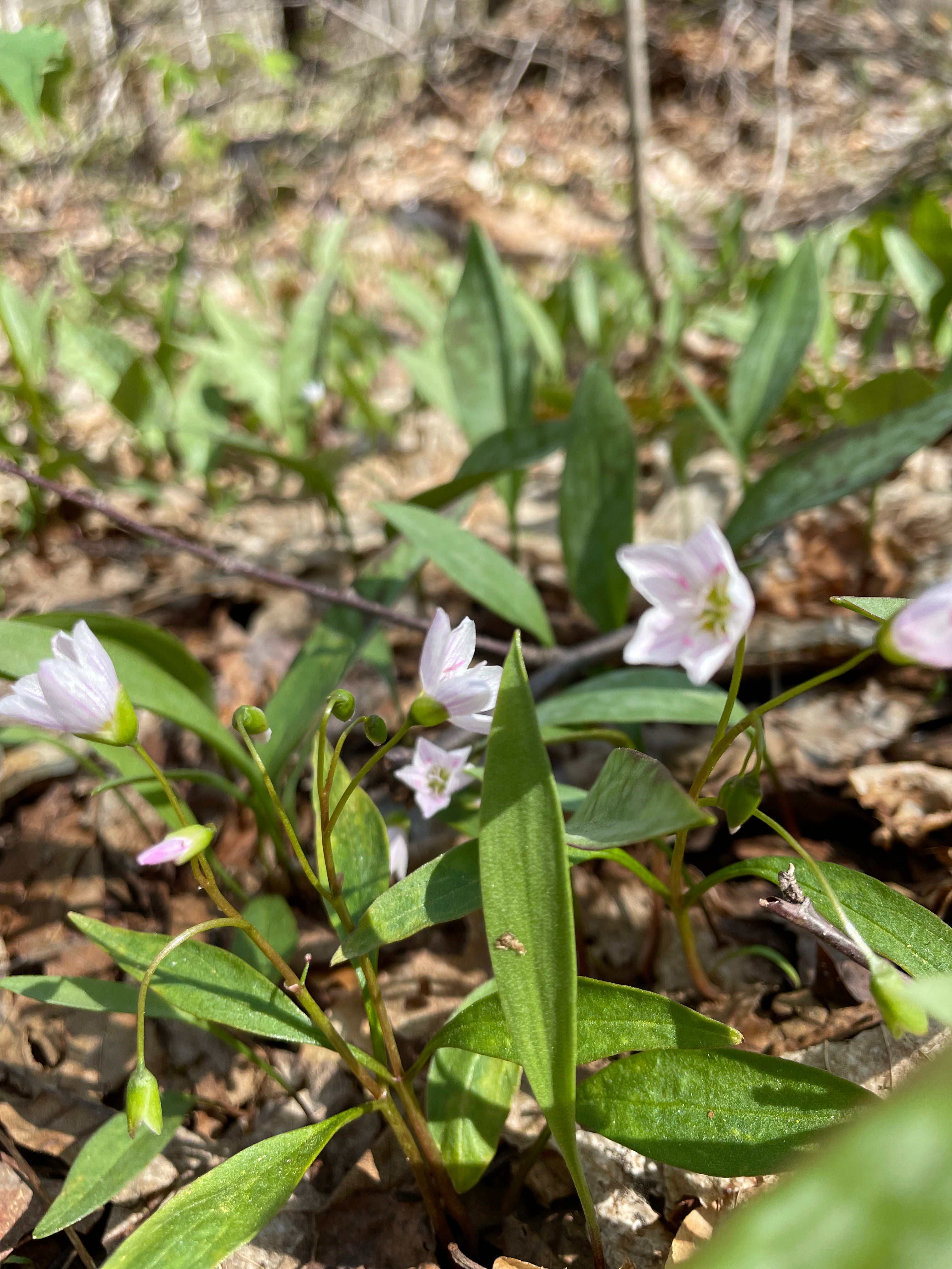 Claytonia virginica / Claytonie de Virginie / Spring Beauty