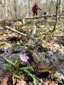 Claytonia virginica / Claytonie de Virginie / Spring Beauty