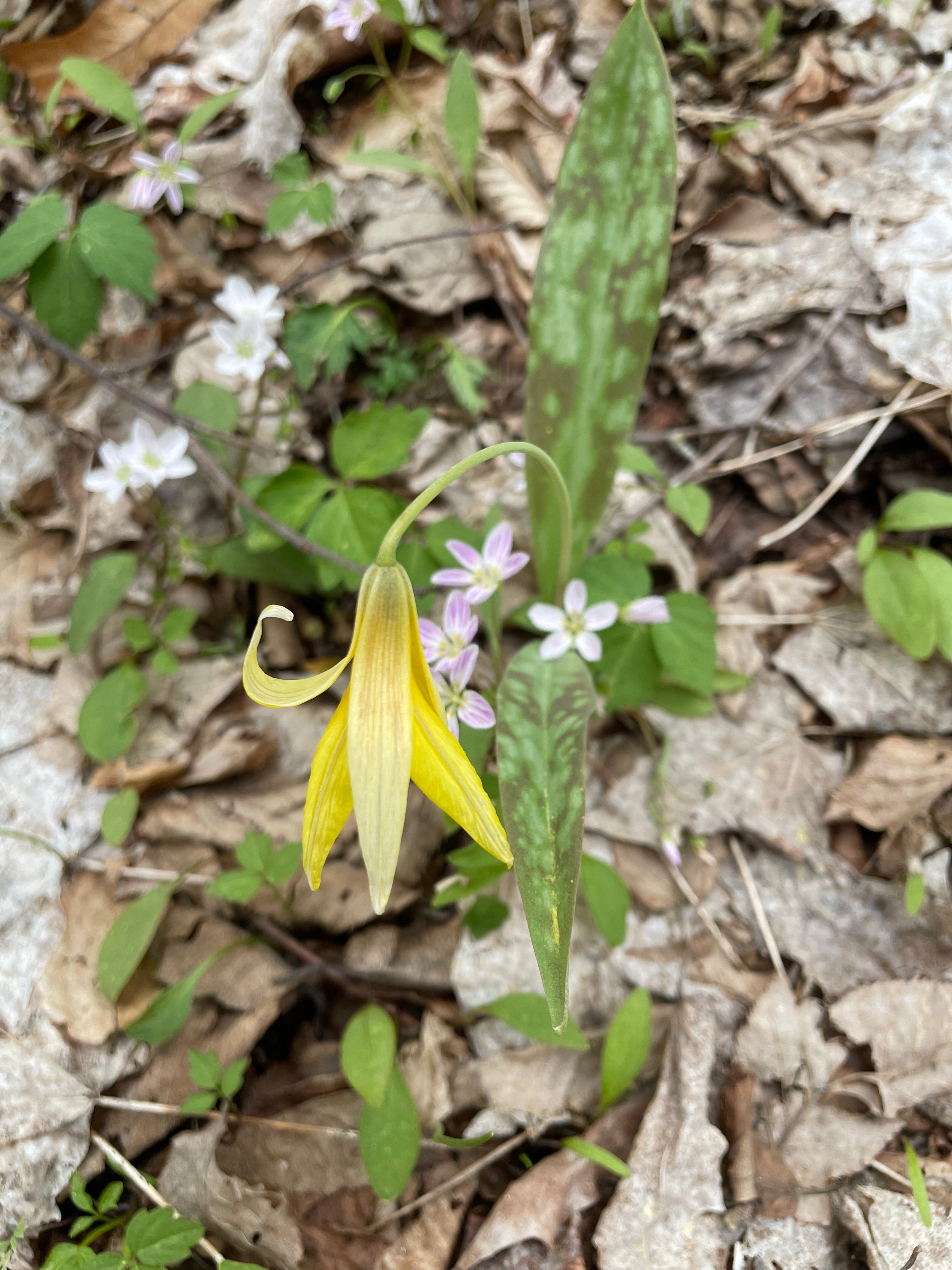 Erythronium americanum / Érythrone d'Amérique / Trout Lily