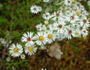 Symphyotrichum pilosum / Hairy Aster / Frost Aster