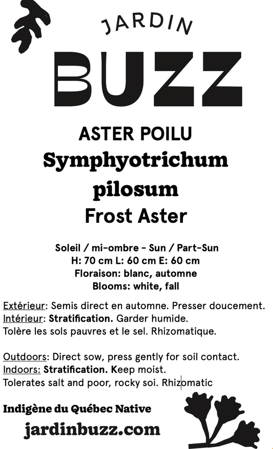 Symphyotrichum pilosum / ASTER POILU  / Frost Aster