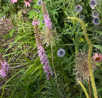 Liatris Spicata / Liatris Spicata / Dense blazing star