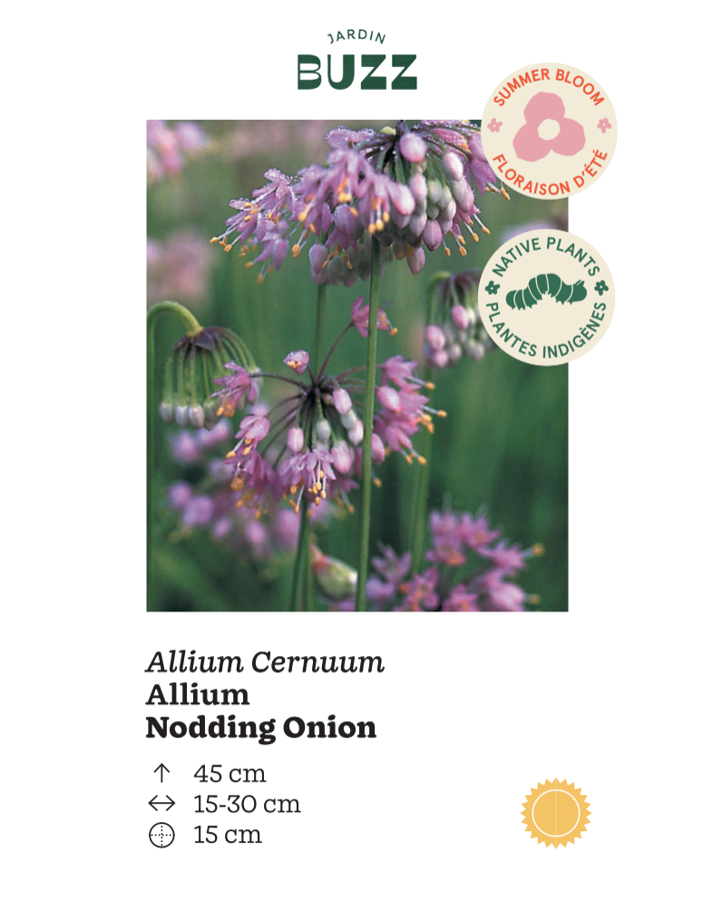Alium cernuum / Nodding Garlic / Wild Nodding Onion