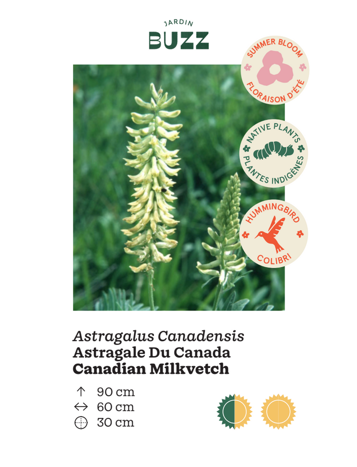 Astragalus canadensis / Astragale du Canada / Canadian Milkvetch