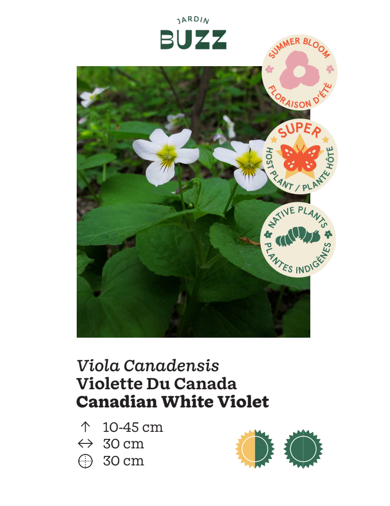 Viola canadensis / Canadian Violet / White Wild Violet